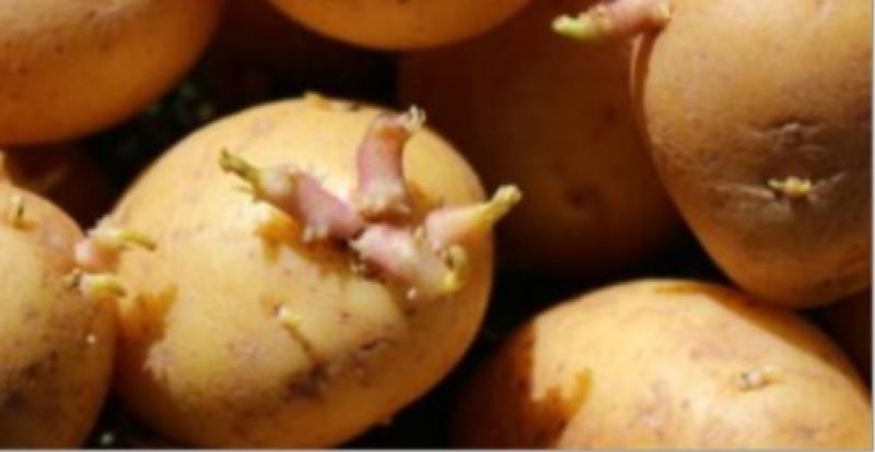 3 خطوات لتخزين البطاطس صح في مطبخك.. تجب إنباتها