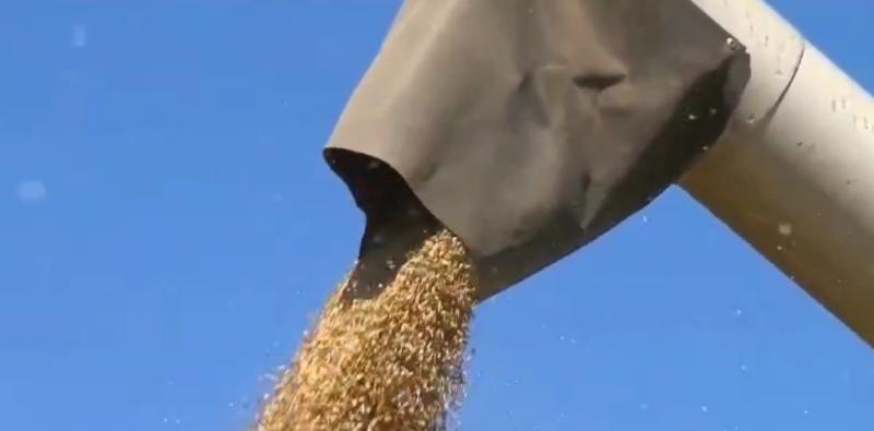 تتواصل جهود البنك الزراعي المصري في استلام محصول القمح من الموردين والمزارعين في ١٩٠ موقع تخزين منتشرة في كافة أنحاء الجمهورية