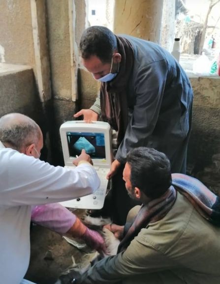 ”الزراعه” تواصل جهود الرعايه التناسليه وتحسين سلالات الماشيه:  ” الخدمات البطاريه” تفحص اكثر من 13 ألف راس ماشيه خلال ابريل وتنفيذ التلقيح الاصطناعي لاكثر من 46 الف حاله
