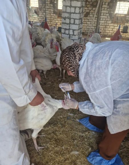 حملات بيطرية متكاملة بالمحافظات..  ”الزراعة” تكثف جهود حماية الثروة الحيوانية بقوافل علاجية وحملات التقصٍي الوبائي والتحصين والتفتيش على أسواق اللحوم