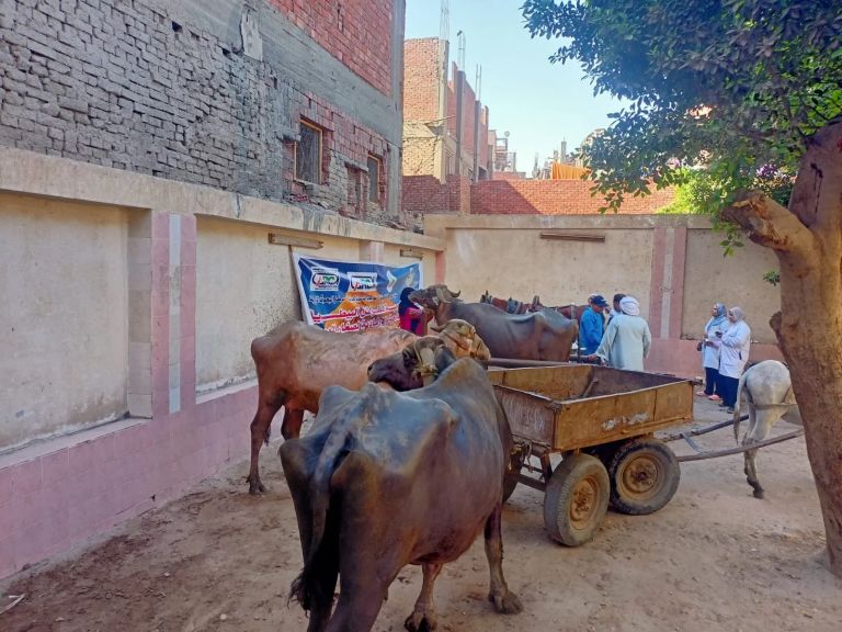 ”الزراعة” تطلق قافلة بيطرية مجانية بالجيزة: ”التناسليات الحيوانية” يقدم خدمات الفحص والعلاج لأكثر من 1000 رأس ماشية