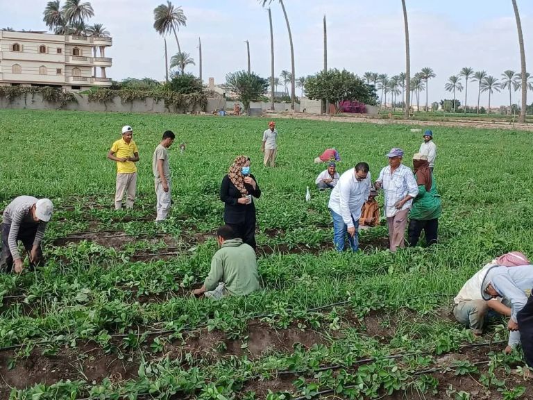 ”الزراعة” تنفذ أكثر من 2300 نشاط إرشادي متنوع لدعم أكثر من 61 ألف مزارع خلال اكتوبر ضمن مبادرة ”البحوث الزراعية” لتفعيل المراكز الإرشادية