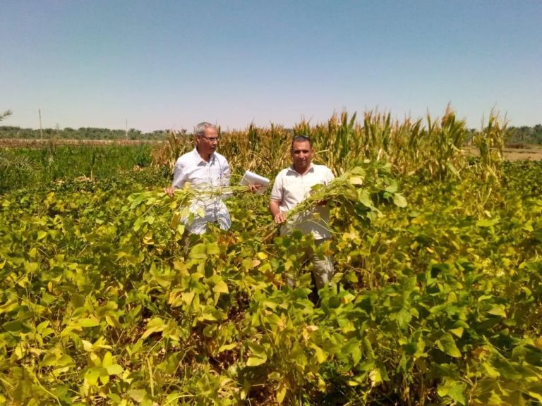 ”بحوث الصحراء” ينفذ تجربة بحثية ناجحة لزراعة فول الصويا بالوادي الجديد لدعم للمحاصيل الزيتية والعلفية